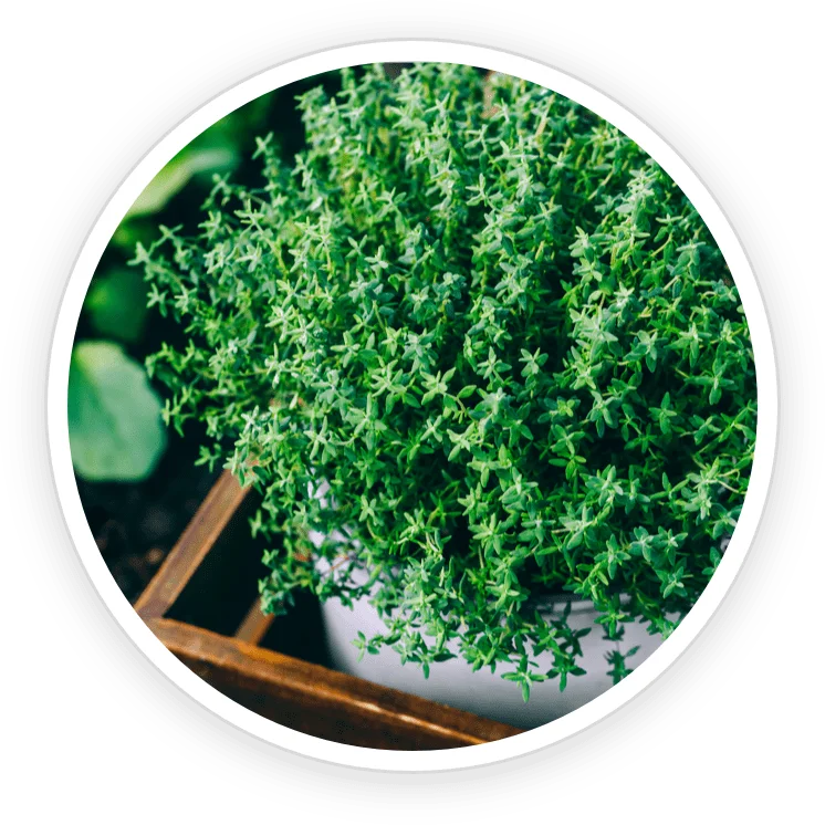 Rosemary Leaf Extract