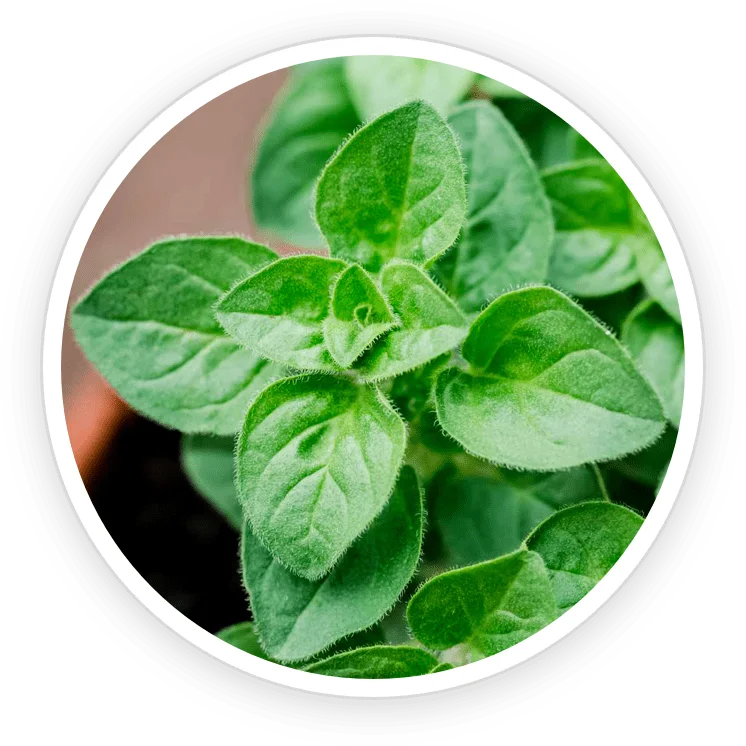 Oregano Leaf Oil