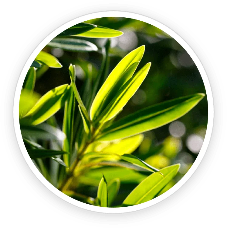 Tea Tree Oil